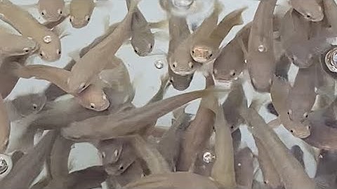 Cách nuôi cá lóc lớn nhanh