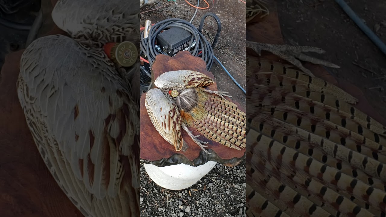 pheasant wing and tail mount display part 3