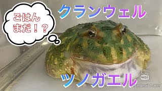 クランウェルツノガエルにご飯をあげてみた