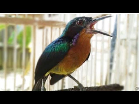 Kolibri Wulung Betina Gacor Buat Pancingan Kolibri Janta Youtube Kolibri Wulung Betina Gacor Buat Pancingan Kolibri Janta Youtube