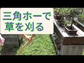 三角ホーで草を刈る