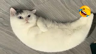 Laugh-a-Thon: Get Your Daily Dose of Laughter with the Newest Cat Videos of 2024! 😹🎥 by Yufus 1,477 views 10 days ago 11 minutes, 31 seconds