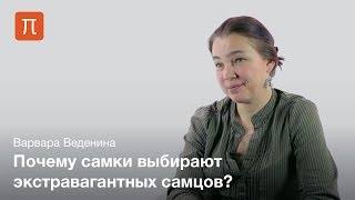 Механизмы полового отбора — Варвара Веденина