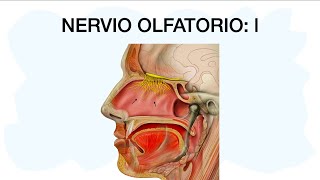 NERVIO OLFATORIO l 🧠✅ Primer par craneal 👃🏼