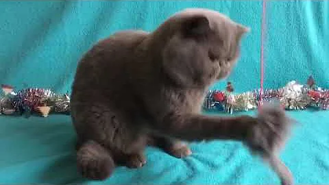 Watch the video about Exotic shorthair blue cat Jackpot