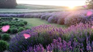 In the lavender field-lyrics Lyn-A Yeon. Music by Suno