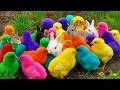 Tangkap Ayam Lucu, ayam warna warni, ayam rainbow, kelinci lucu, bebek lucu, ikan koi, Hewan Lucu