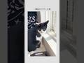 もっと左を見たかったんだね😂一瞬脳がバグった愛猫がかわいい #ハチワレ #ばんくん #shorts
