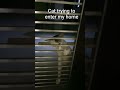 cute cat