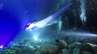 Kona Manta Rays Night Dive