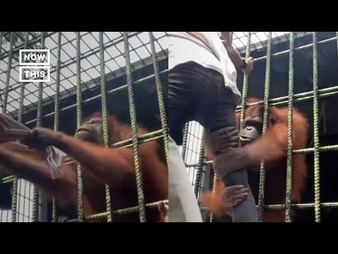Orangutan Grabs Man Taunting Him For Content