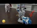 System OVERLOAD! Hilarious Expensive Robot Fail Compilation! 2019