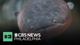 Revolutionary 'Jelly Battery' inspired by electric eels could transform medical treatments