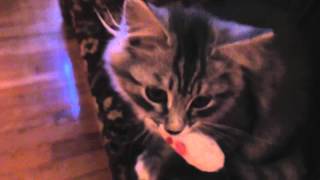 It's my mouse by Katzenjammers 33 views 8 years ago 36 seconds