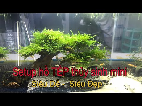 Video Setup hồ tép thủy sinh mini để bàn với hồ cobic siêu... - youtube