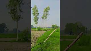 formal life #farming #viralshort #youtubeshorts