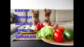 What vegetables can you give your dog