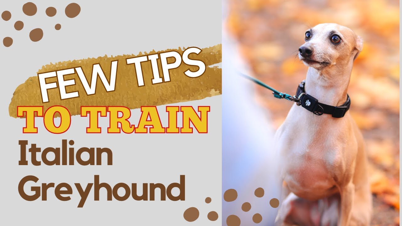 How to Potty Train Italian Greyhound YouTube