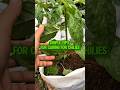 How to Grow Healthy Chili Plants at Home 🌱 | Easy #gardening #shorts  #tips