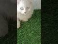 cats 9131411960 #cat #yourcat #persiancat #kitten #viral #viralvideo #shorts #short #shortvideo