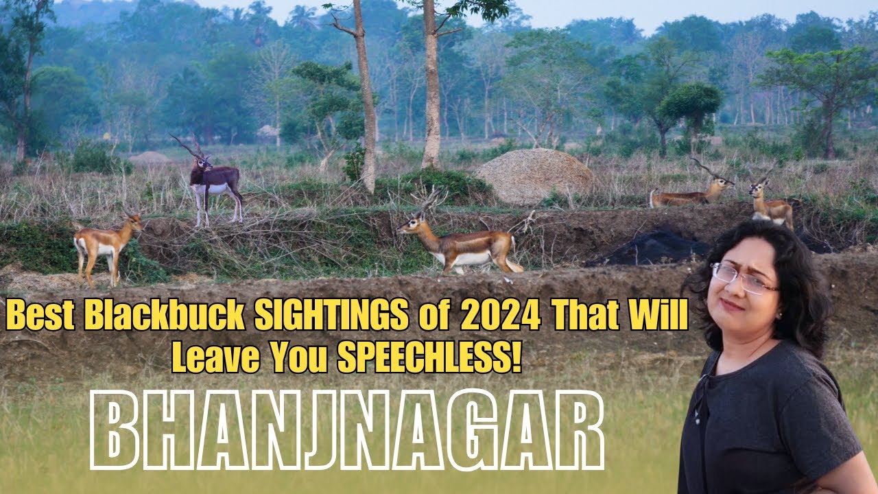 Best Blackbuck SIGHTINGS of 2024 That Will Leave You SPEECHLESS! 