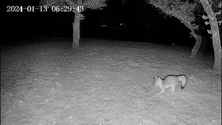 Grey fox has his meal and a couple togo boxes.