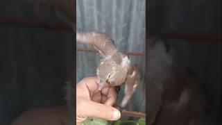 গ্রামের রুবনা ডুপি পাখির দুষ্টামি Duppy Pakhi | Gramer Rubna