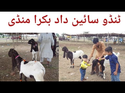 Saindad Rind tando saindad cow mandi Bakra Mandi | Latest Update || Pakistan Tv ...