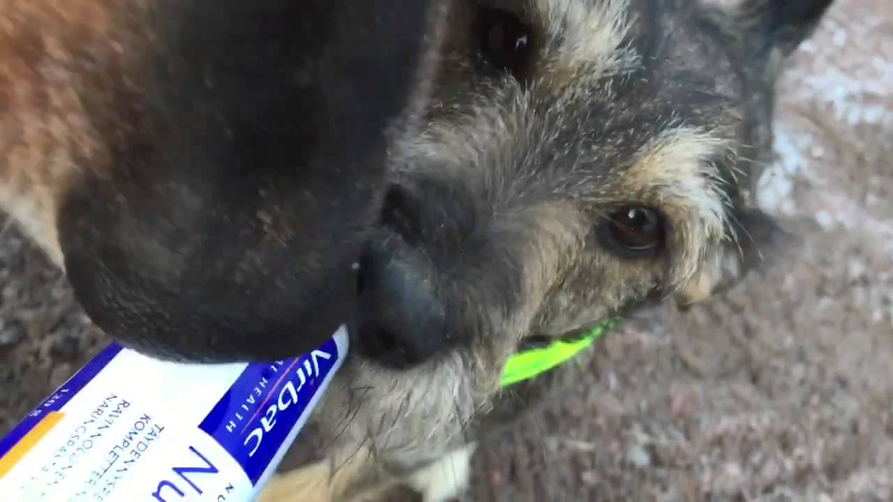 nutrigel plus for dogs