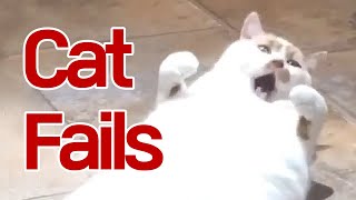 Funny | Meme | Fails Cat Compilation #32 by My Lovely Cat 228 views 3 years ago 4 minutes, 41 seconds