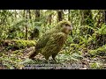 Daily Animal – Episode 187: Kākāpō – The World's Only Flightless Parrot