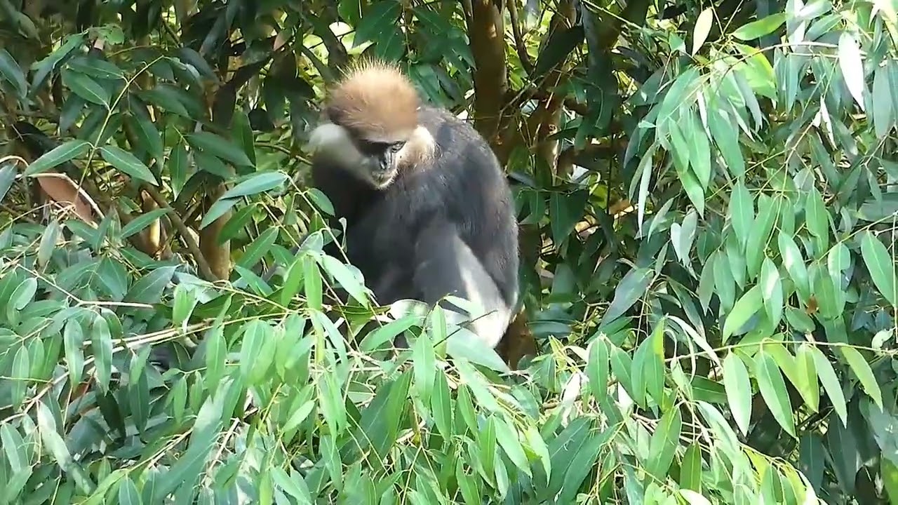 UNAWATUNA SRI LANKA PURPLE-FACED LANGUR