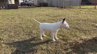 Dog For Sale Diego The 17 Weeks Old Male Miniature Bull Terrier Puppy