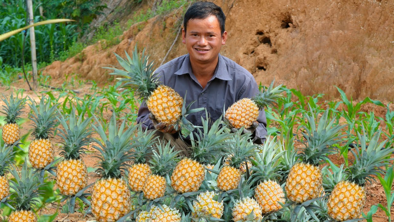 Harvest pineapples to sell at the market - make pineapple wine | Quang ...