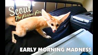 Early Morning Madness with a Fennec Fox