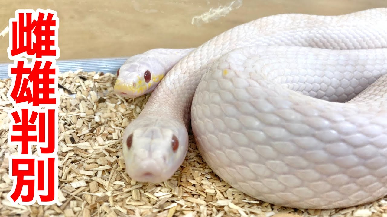 動物のおまんこ How to tell male and female snakes apart from a professional - YouTube