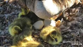Hatching of a gosling~ Decorah nest ~ Apr 14, 2024