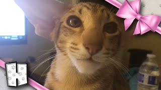 My Cute Kitten Will Melt your Heart! Rikki's First Few Months Update