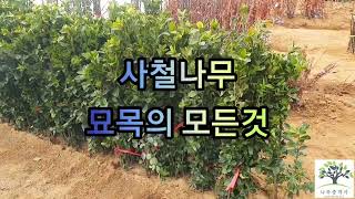 사철나무 심는방법, 울타리로 키우는방법