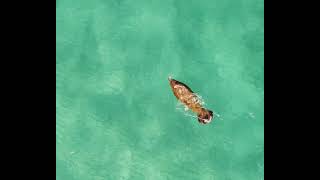 Manatee at Ocean Reef with DJI Mavic Mini