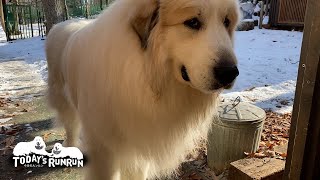 年末はイタズラに大忙しだったアランです　Great Pyrenees　グレートピレニーズ