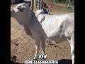 Terneras Nelore comerciales 🐮un ejemplo de constancia 🌱