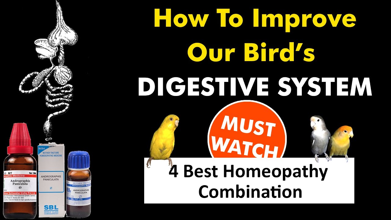 Best Homeopathy Combination For Our Bird's Digestion ? Homeopathy