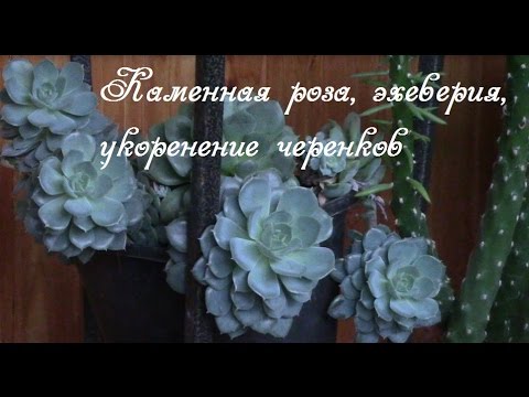 Каменная роза, эхеверия, молодило. Как сажать черенки.