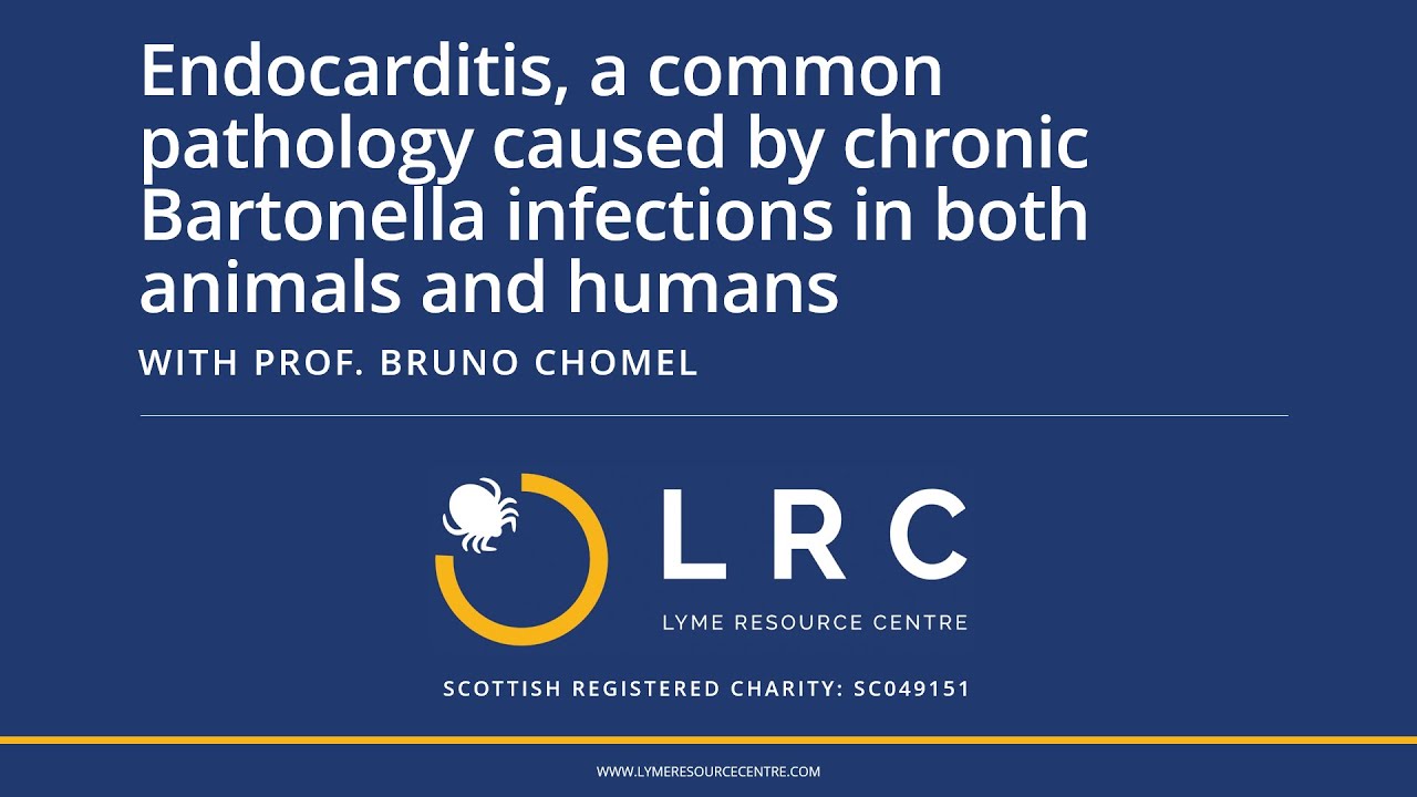 Endocarditis, a common pathology caused by chronic Bartonella infections in both animals and humans