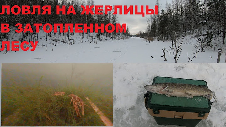 Ловля щуки на жерлицы в затопленном лесу. Рыбалка на хищника 2022