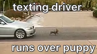 texting driver runs over puppy