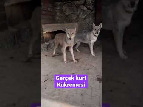 BOZ KURT SESİ - Kükrüyor 😂