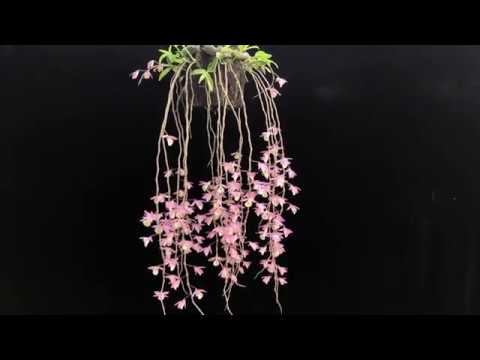 Hạc Vĩ Thiên Cung, Giả Hạc Thiên Cung, Dendrobium Aphyllum | Foci