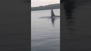 Close encounter with killer whales in Strangford Lough, Co. Down